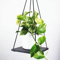 曼彻斯特城足球俱乐部徽章